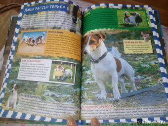 Собаки и щенки