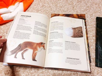 Хольгер Хааг: Лесные животные в натуральную величину