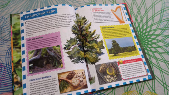 Растительный мир России. Популярная детская энциклопедия