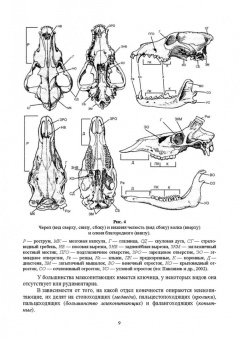 Машкин, Ларионова, Шевнина: Звери России. Учебное пособие