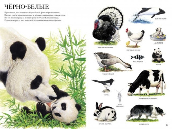 Селин Потард: Большой атлас животных