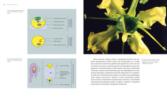 Бруно Кремер: Цветы. Естественная история