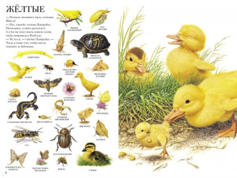 Селин Потард: Большой атлас животных