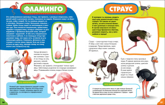 Анна Забирова: Птицы для малышей