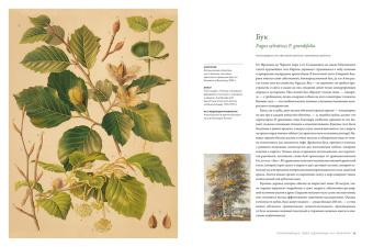 Макс Адамс: Выдающиеся деревья, которые изменили нашу жизнь