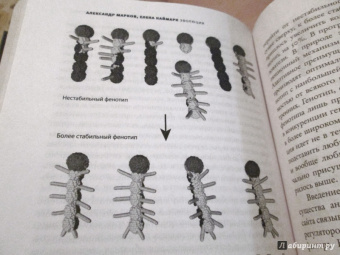 Марков, Наймарк: Эволюция. Классические идеи в свете новых открытий