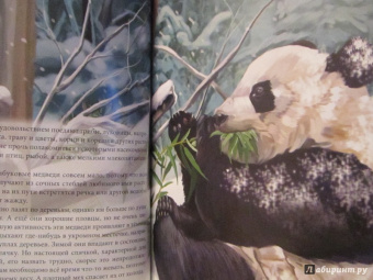 Ярослава Соколова: Хочу знать. Медведи