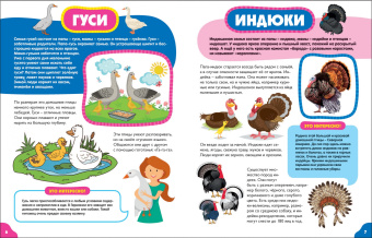 Анна Забирова: Птицы для малышей