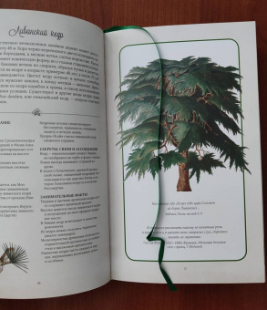 Джилл Дэвис: Тайный язык деревьев