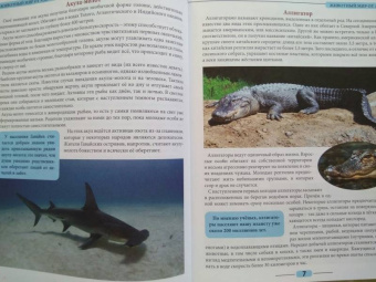 Людмила Соколова: Животный мир от А до Я