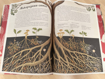 Гайя, Прескотт, Ли: Грибы