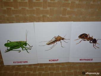 Цветкова, Шорыгина: Демонстрационные картинки "Насекомые" (16 картинок)