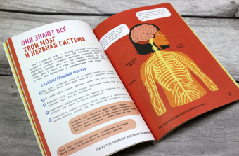 Кэти Стоукс: Книга о теле человека с полезными заданиями и упражнениями