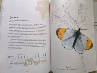 Бен Ротери: Загадочный мир бабочек