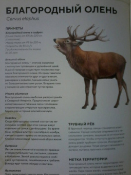 Хольгер Хааг: Лесные животные в натуральную величину