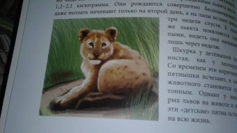 Владислав Щербак: Хочу знать. Львы