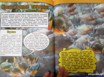 Ликсо, Кошевар: О подводном мире