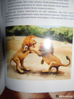 Владислав Щербак: Хочу знать. Львы