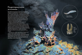 Бен Ротери: Океан и его обитатели