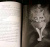 Сосукэ Нацукава: Кот, который любил книги:  ранобэ
