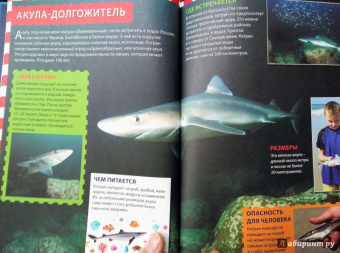 Акулы, киты и дельфины