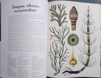 Кэти Уллис: Ботаникум