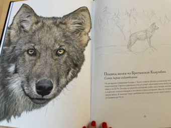 Бен Ротери: Океан и его обитатели