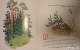 Сергей Афоньшин: Как сосна лосяток спасала
