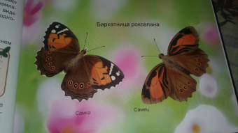 Людмила Соколова: Энциклопедия. Бабочки