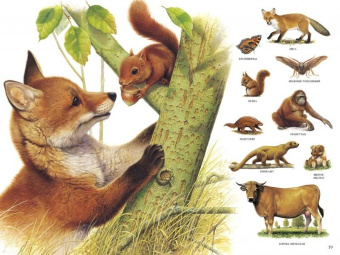 Селин Потард: Большой атлас животных