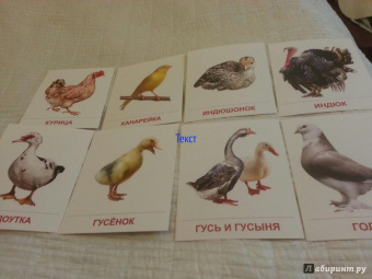 Т. Шорыгина: Демонстрационные картинки "Птицы домашние и декоративные" (16 картинок)