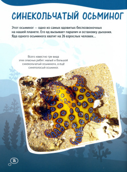 Вера Корепанова: Осьминоги гигантские и крошечные