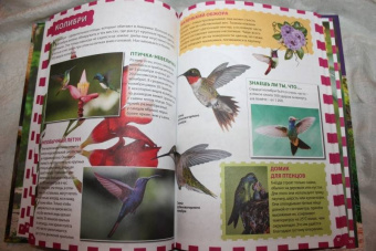 Джунгли. Животные и птицы