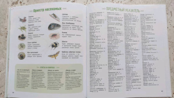 Натали Торджман: Насекомые и другие маленькие животные