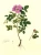 Gennuria plantarum rariorum russiae meridoinalis Ф.К. Биберштейна глазами молодых исследователей