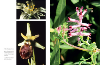 Бруно Кремер: Цветы. Естественная история