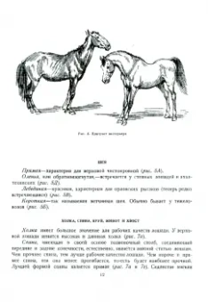 А. Лаптев: Как рисовать лошадь