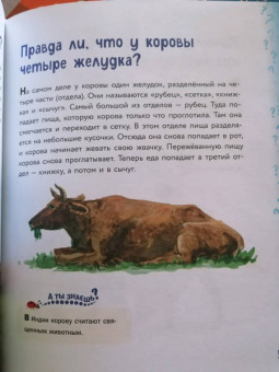 Михайлова, Ефременко, Журкина: Миллион вопросов о животных, обо мне и мире вокруг и самых разных любопытных вещах