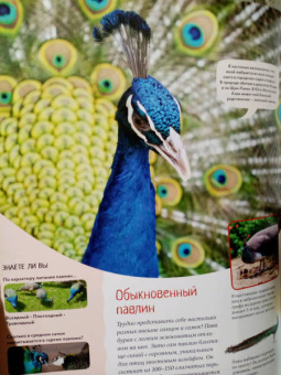 Кристин Балле: Яркий мир животных