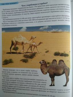 Людмила Соколова: Что? Где? Почему?