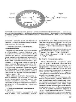 Авдеева, Алейникова, Андрианова: Биохимия. Учебник