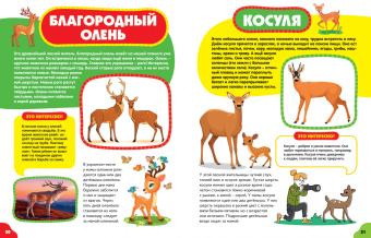 Анна Забирова: Животные для малышей