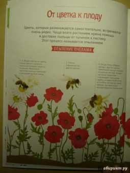 Корнек Дюмон-Ле: Мой цветочный гербарий. Цветы и семена
