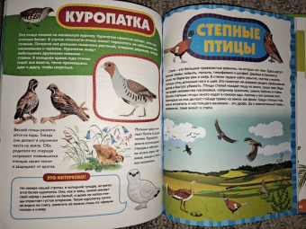 Анна Забирова: Птицы для самых маленьких