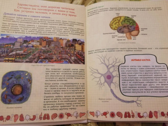 Ольга Соколова: Как устроен человек и зачем ему врачи?