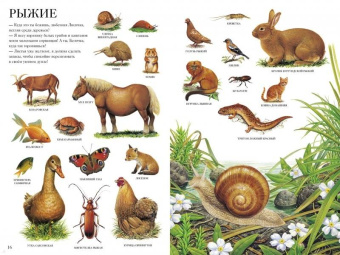 Селин Потард: Большой атлас животных