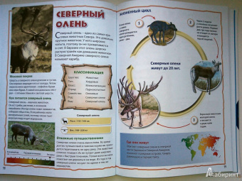 Энциклопедия животных для маленьких почемучек