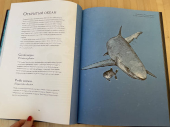 Бен Ротери: Океан и его обитатели