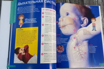 Человеческое тело. Энциклопедия для мальчиков и девочек