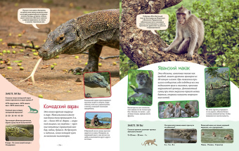 Кристин Балле: Яркий мир животных